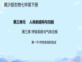 24 第一節(jié)+呼吸系統(tǒng)的組成 2025學(xué)年七年級(jí)下冊(cè)生物 課件（冀少版2024）