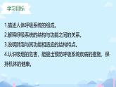 24 第一節(jié)+呼吸系統(tǒng)的組成 2025學(xué)年七年級(jí)下冊(cè)生物 課件（冀少版2024）
