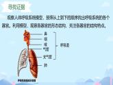24 第一節(jié)+呼吸系統(tǒng)的組成 2025學(xué)年七年級(jí)下冊(cè)生物 課件（冀少版2024）