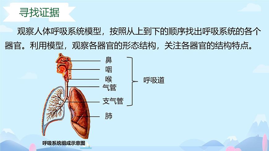 24 第一节+呼吸系统的组成 2025学年七年级下册生物 课件（冀少版2024）第4页