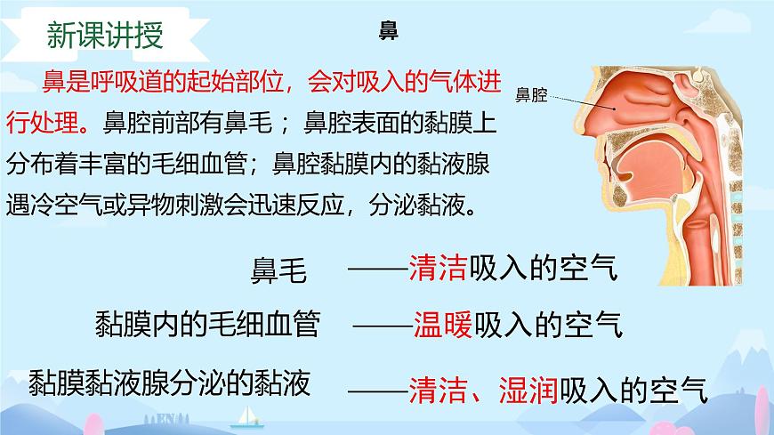 24 第一节+呼吸系统的组成 2025学年七年级下册生物 课件（冀少版2024）第6页