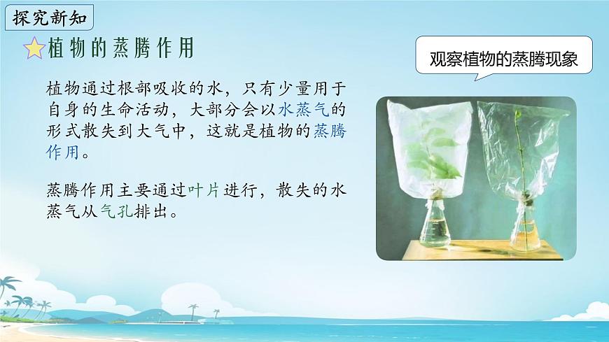 初中生物苏教版（2024）七年级下册4.10.2 生物圈中的水循环 课件第4页