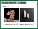 3.3.2 細菌（課件）-2024-2025學年六年級生物下冊（魯科版五四學制2024）