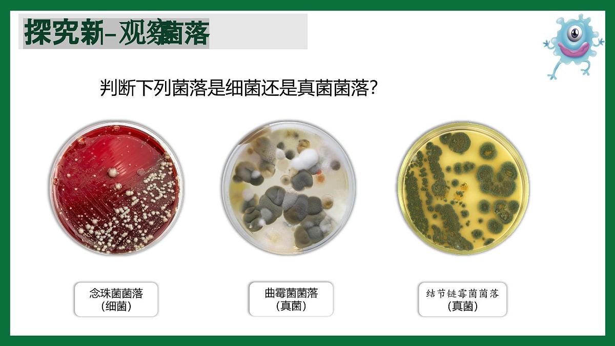 3.1 微生物在环境中的分布（课件）-2024-2025学年六年级生物下册（鲁科版五四学制2024）第7页