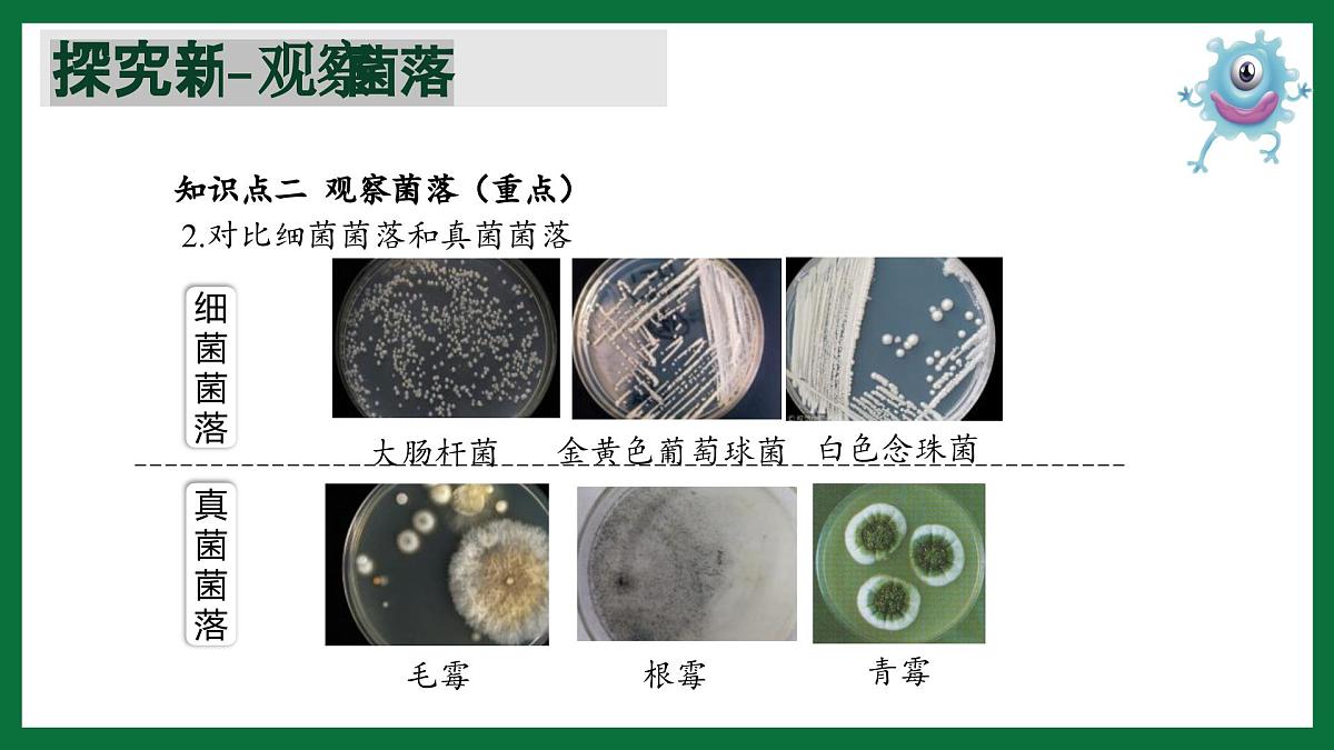 3.1 微生物在环境中的分布（课件）-2024-2025学年六年级生物下册（鲁科版五四学制2024）第8页