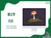 3.3 真菌（課件）-2024-2025學(xué)年六年級生物下冊（魯科版五四學(xué)制2024）