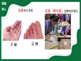 3.3 真菌（課件）-2024-2025學(xué)年六年級生物下冊（魯科版五四學(xué)制2024）