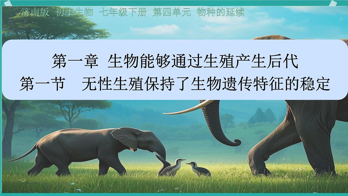 初中生物济南版（2024）七年级下册4.1.1 无性生殖保持了生物遗传特征的稳定 课件第1页