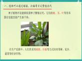 初中生物濟南版（2024）七年級下冊4.1.1  無性生殖保持了生物遺傳特征的穩(wěn)定 課件