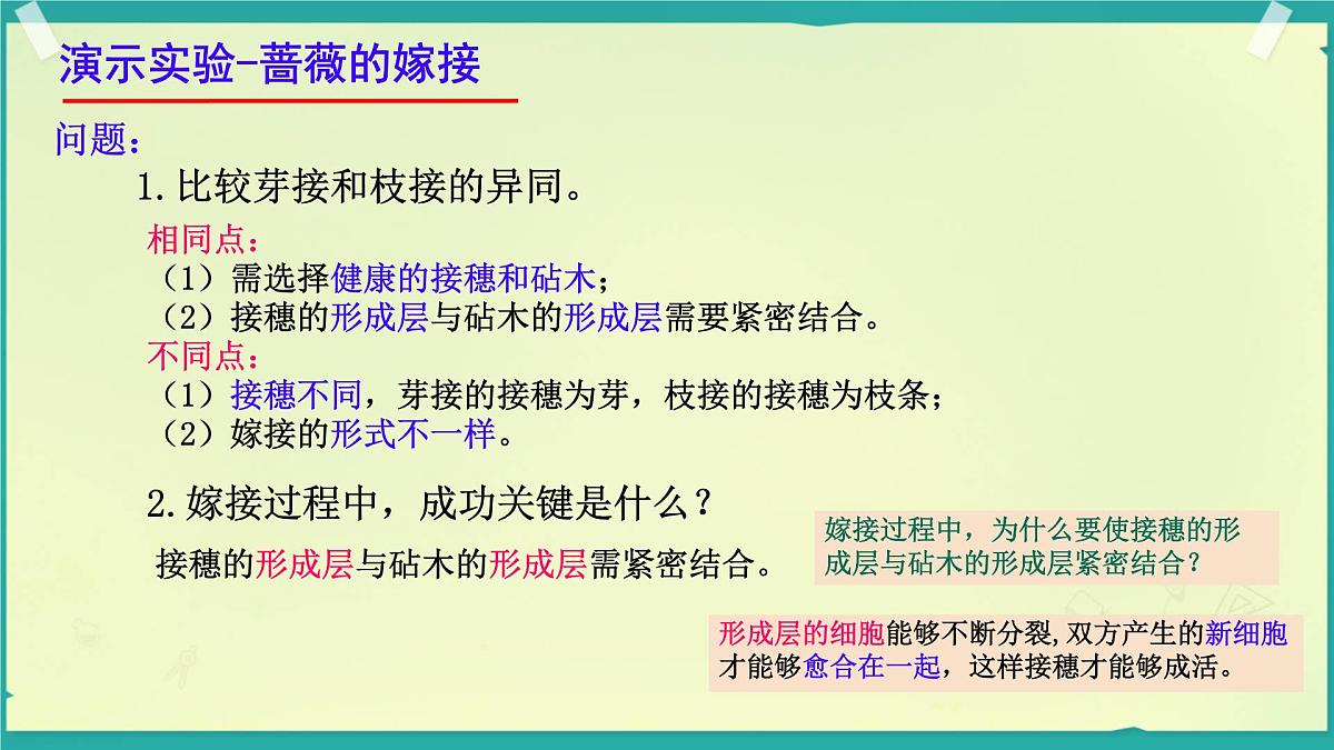 初中生物济南版（2024）七年级下册4.1.1 无性生殖保持了生物遗传特征的稳定 课件第8页