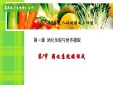初中 生物 冀少版（2024） 七年級下冊3.1.1 消化系統(tǒng)的組成 課件