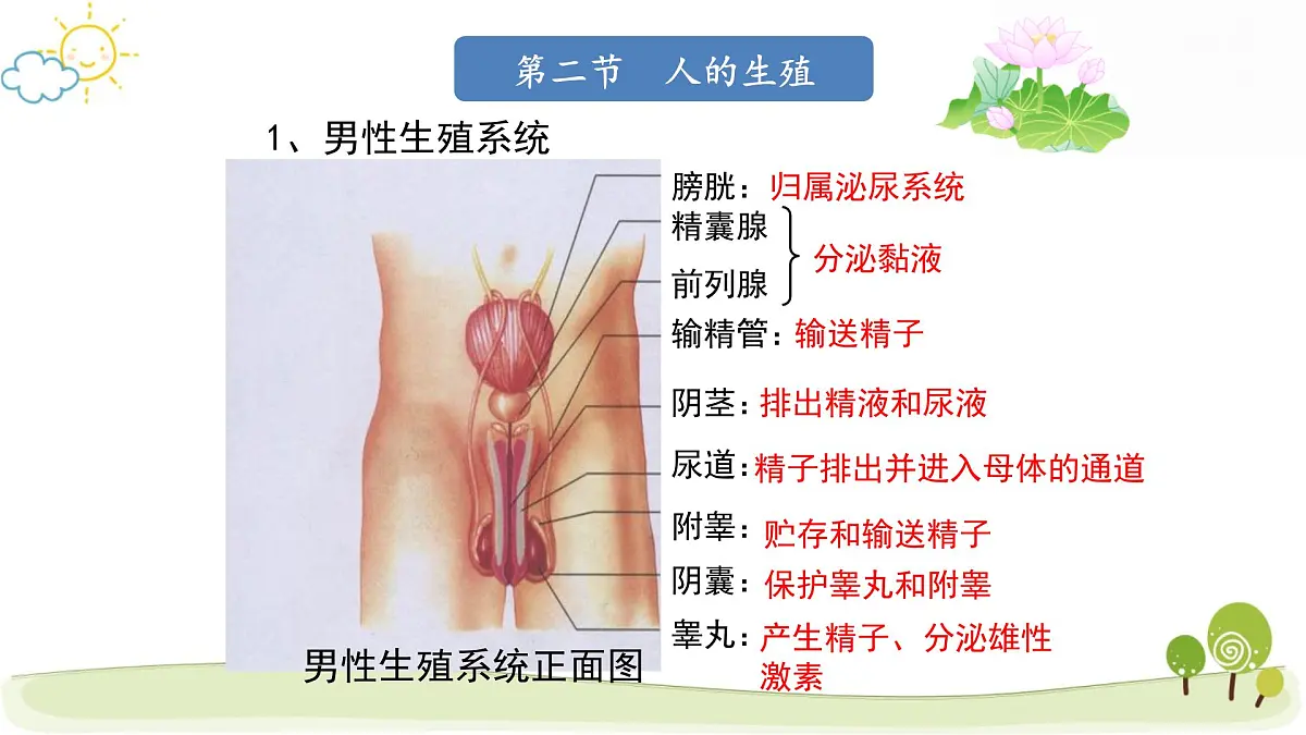人教版七年级下册生物期末复习课件第3页