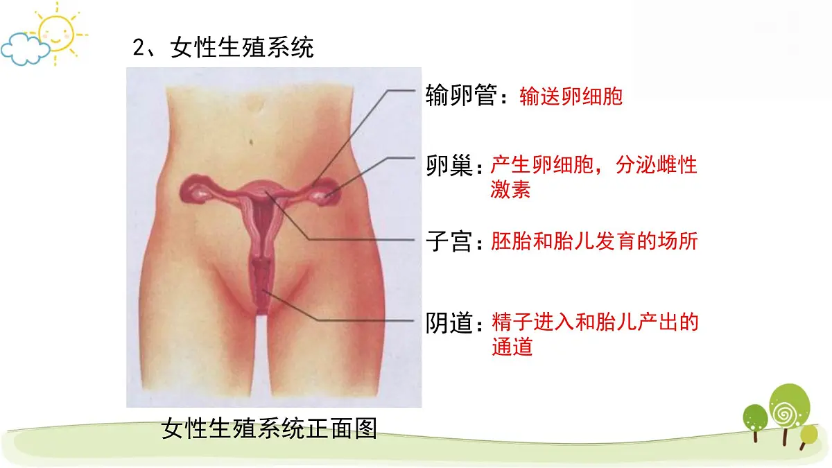 人教版七年级下册生物期末复习课件第4页