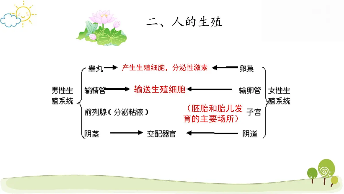 人教版七年级下册生物期末复习课件第5页