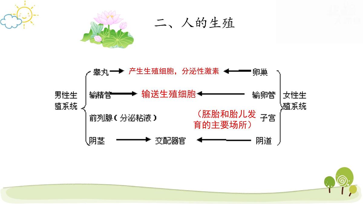 人教版七年级下册生物期末复习课件第5页
