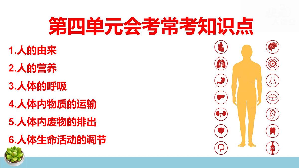 人教版七年级下册生物期末复习课件含期末综合测试第3页