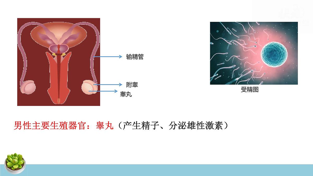人教版七年级下册生物期末复习课件含期末综合测试第7页