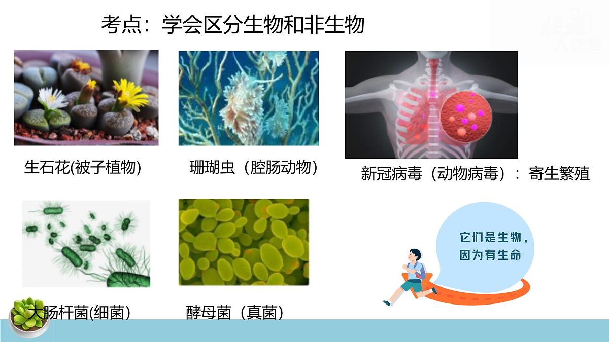 人教版七年级上册生物期末复习课件含期末综合测试第5页