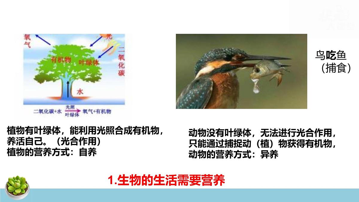 人教版七年级上册生物期末复习课件含期末综合测试第8页