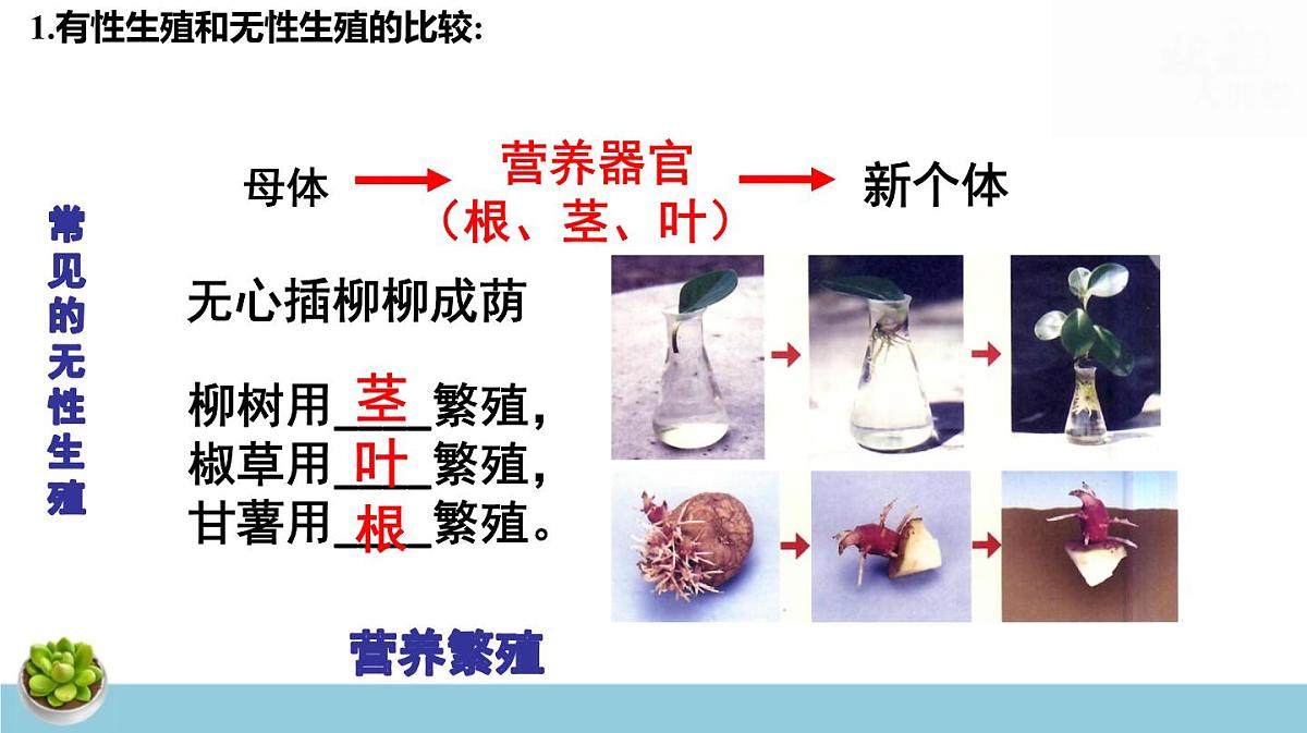 人教版八年级下册生物期末总复习课件第8页