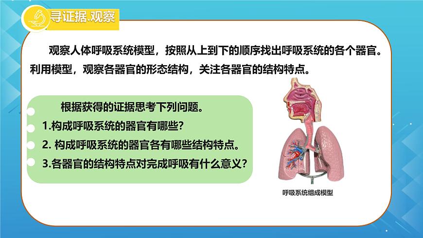 初中生物冀少版（2024）七年级下册3.3.1 呼吸系统的组成 课件第3页
