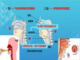 初中生物冀少版（2024）七年級下冊3.3.1 呼吸系統(tǒng)的組成 課件