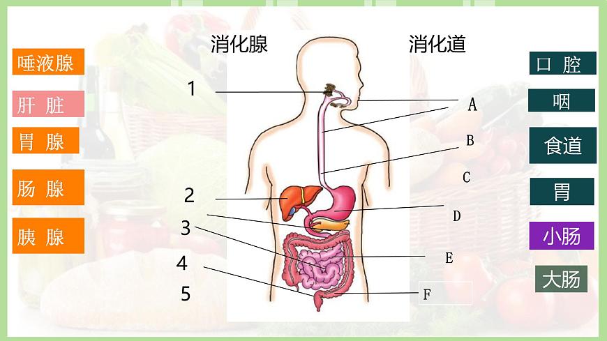 初中生物冀少版（2024）七年级下册3.1.2 人体生命活动需要的营养物质 课件第4页