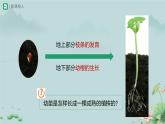 第二节 植株的生长 课件 生物人教版（2024）七年级下册