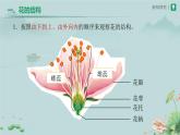 第三节 开花和结果 课件 生物人教版（2024）七年级下册
