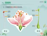 第三节 开花和结果 课件 生物人教版（2024）七年级下册