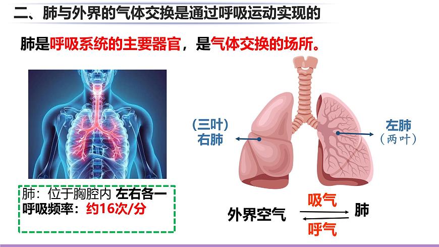 初中生物北师大版（2024）七年级下册4.8.2 人体细胞获得氧气的过程 课件第2页