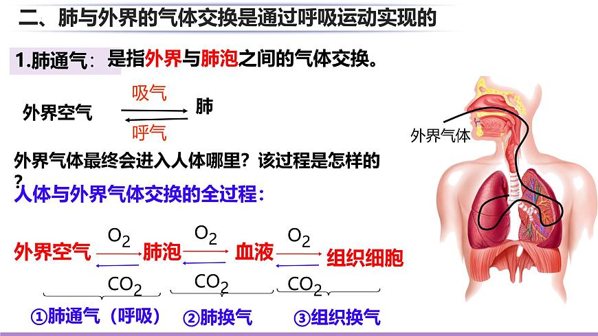 初中生物北师大版（2024）七年级下册4.8.2 人体细胞获得氧气的过程 课件第3页