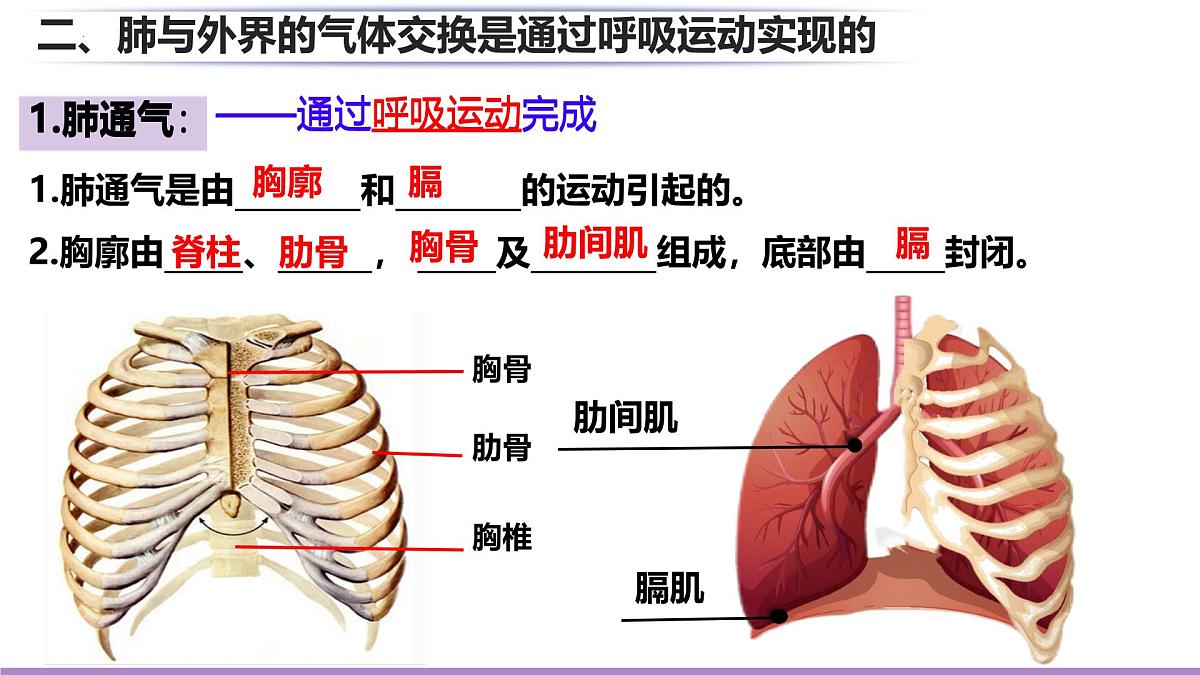 初中生物北师大版（2024）七年级下册4.8.2 人体细胞获得氧气的过程 课件第4页