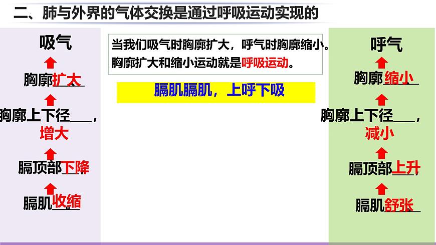 初中生物北师大版（2024）七年级下册4.8.2 人体细胞获得氧气的过程 课件第5页