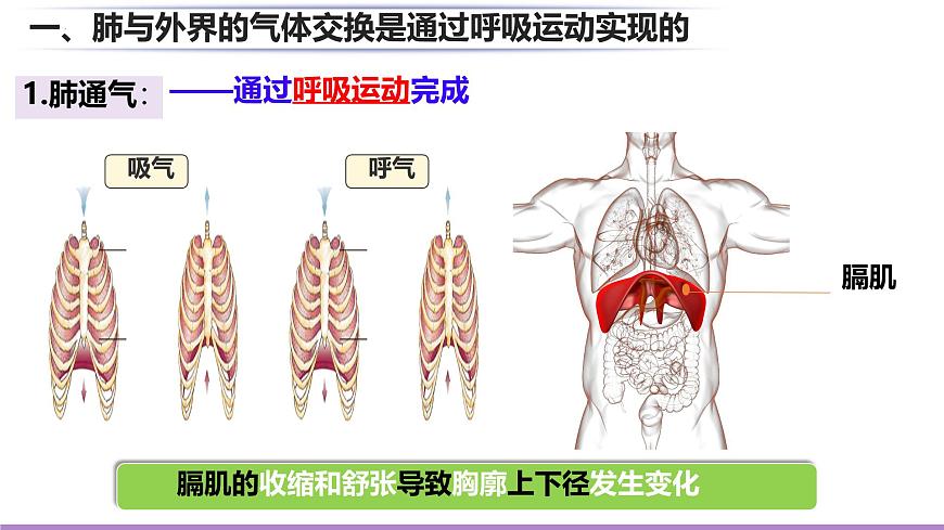 初中生物北师大版（2024）七年级下册4.8.2 人体细胞获得氧气的过程 课件第6页