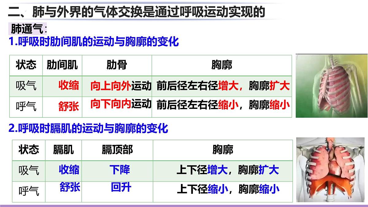 初中生物北师大版（2024）七年级下册4.8.2 人体细胞获得氧气的过程 课件第7页