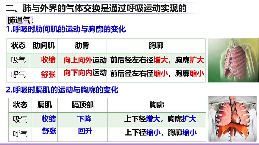 初中生物北师大版（2024）七年级下册4.8.2 人体细胞获得氧气的过程 课件第7页