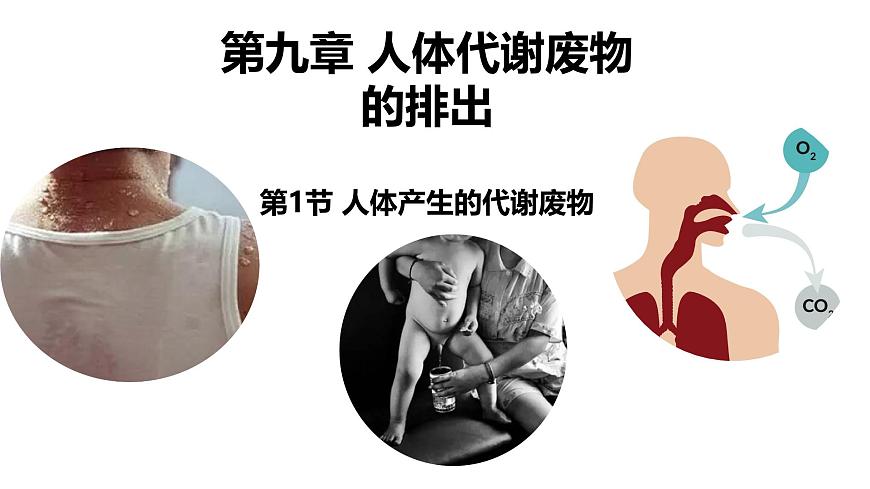 初中生物北师大版（2024）七年级下册4.9.1 人体产生的代谢废物 课件第1页
