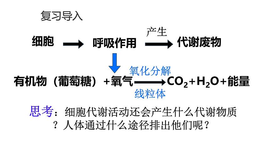 初中生物北师大版（2024）七年级下册4.9.1 人体产生的代谢废物 课件第2页