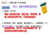 初中生物北師大版（2024）七年級(jí)下冊(cè)4.9.1 人體產(chǎn)生的代謝廢物 課件