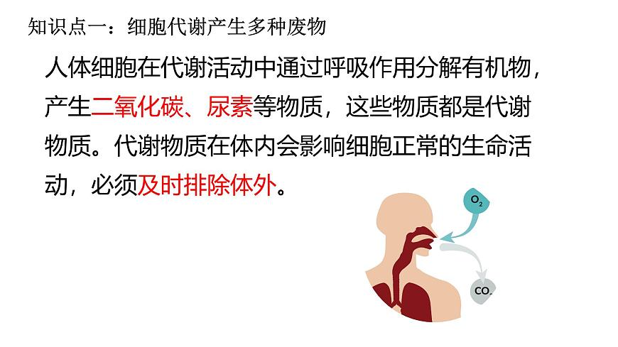 初中生物北师大版（2024）七年级下册4.9.1 人体产生的代谢废物 课件第7页