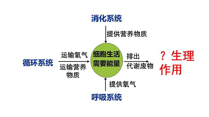 初中生物北师大版（2024）七年级下册4.9.1 人体产生的代谢废物 课件第8页