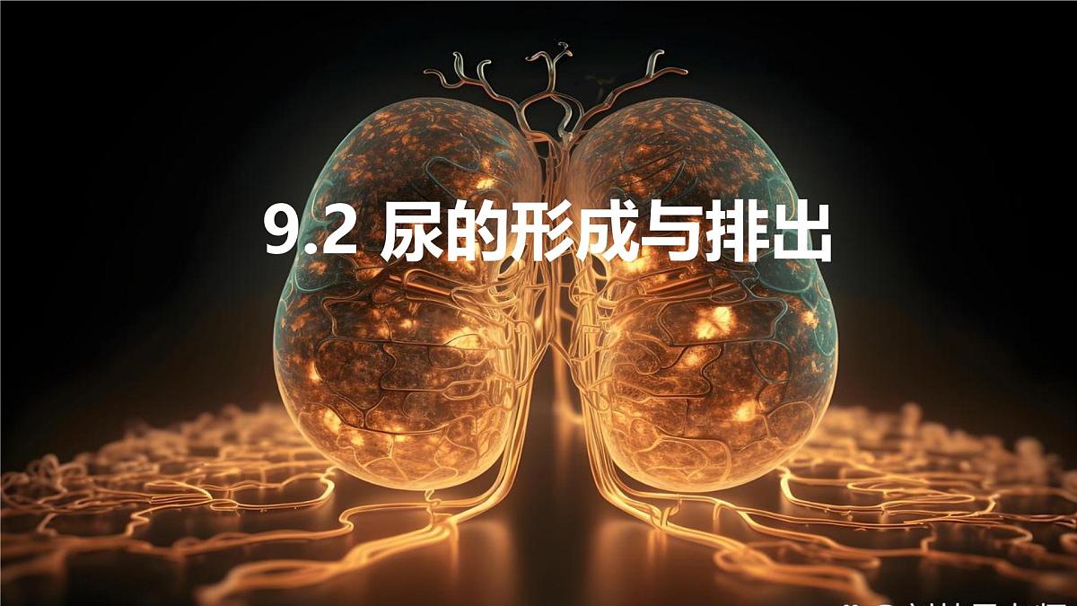 初中生物北师大版（2024）七年级下册4.9.2 尿的形成与排出 课件第1页