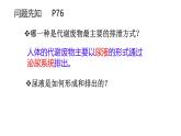 初中生物北師大版（2024）七年級(jí)下冊(cè)4.9.2 尿的形成與排出 課件