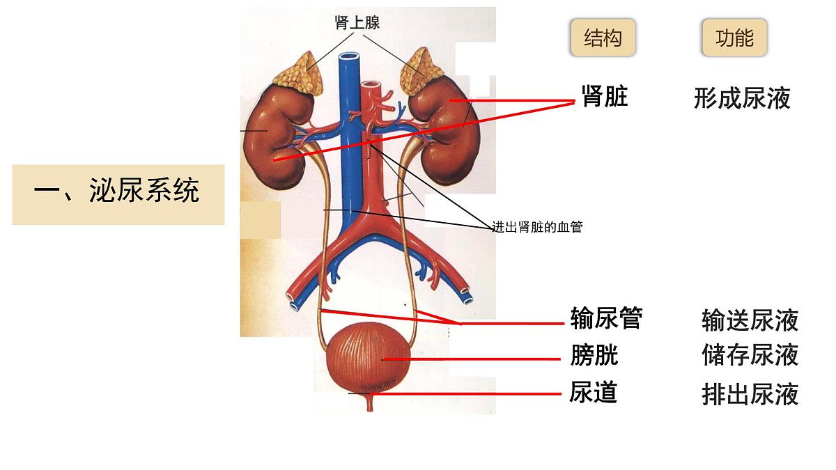 初中生物北师大版（2024）七年级下册4.9.2 尿的形成与排出 课件第4页