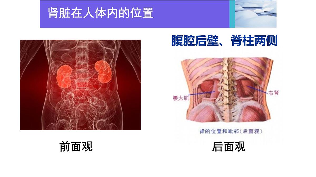初中生物北师大版（2024）七年级下册4.9.2 尿的形成与排出 课件第6页