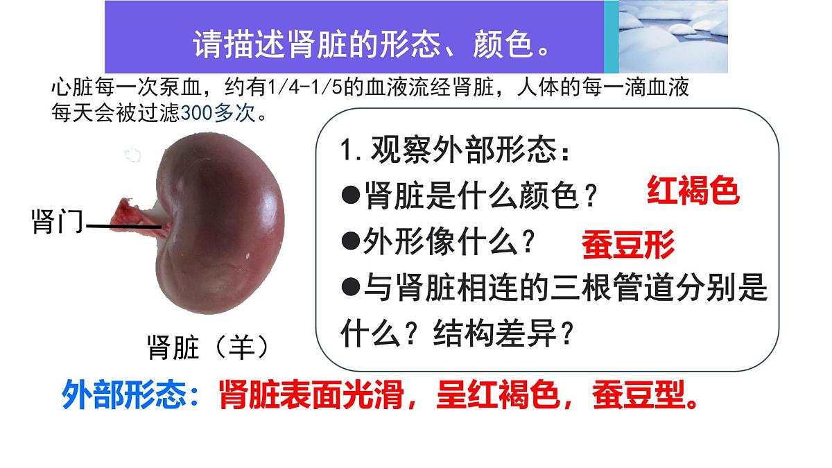 初中生物北师大版（2024）七年级下册4.9.2 尿的形成与排出 课件第7页