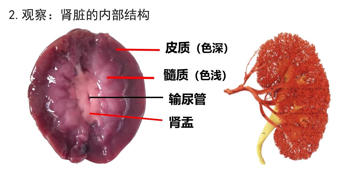 初中生物北师大版（2024）七年级下册4.9.2 尿的形成与排出 课件第8页