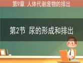 初中生物北師大版（2024）七年級(jí)下冊(cè)4.9.2 尿的形成與排出 課件