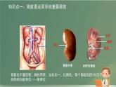 初中生物北師大版（2024）七年級(jí)下冊(cè)4.9.2 尿的形成與排出 課件